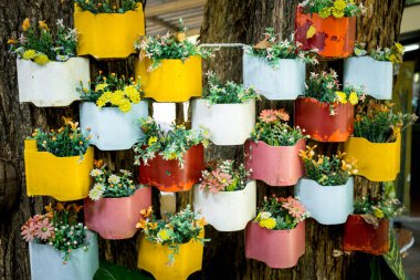 Parlak renkli çiçekler parktaki çok renkli saksılarda sergilenir..