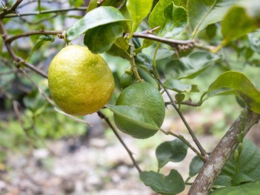 Çiçekli limon, bahçede kireç çiçeği.