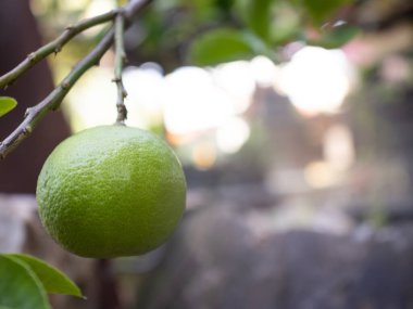 Çiçekli limon, bahçede kireç çiçeği.