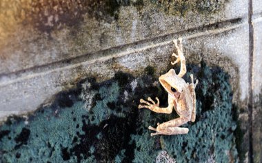 Beyaz bir duvara tünemiş bir kurbağa