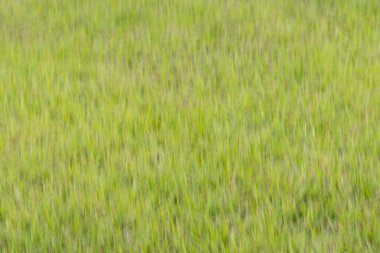 Yeşil bokeh, doğa ormanının arka planında odak dışı.