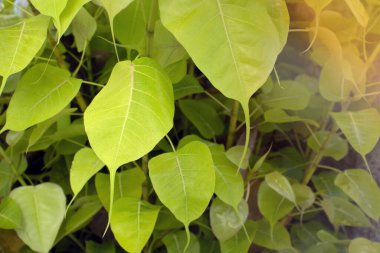 Bodhi veya pho yaprak ve ağaç.