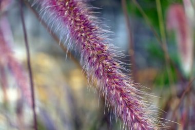 bir yapı - kuru ot arka plan 