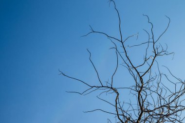 Parlak gökyüzü arka planına sahip kuru dallar