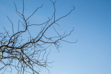 Parlak gökyüzü arka planına sahip kuru dallar