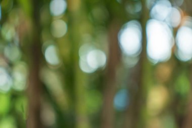 Yeşil bokeh, doğa ormanının arka planında odak dışı.