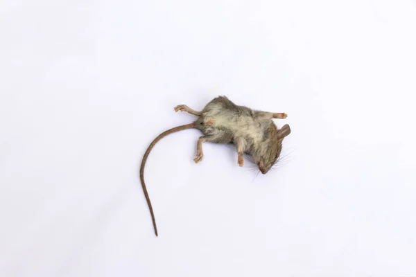 Tote Ratte Maus Auf Weißem Hintergrund — Stockfoto