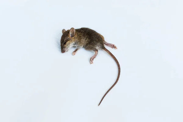 Tote Ratte Maus Auf Weißem Hintergrund — Stockfoto