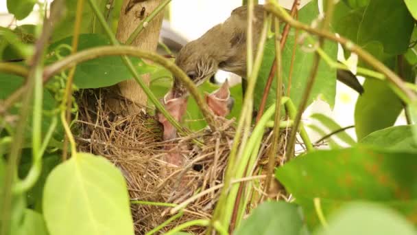 鳥の巣の中で赤ちゃんの鳥に餌をやり — ストック動画