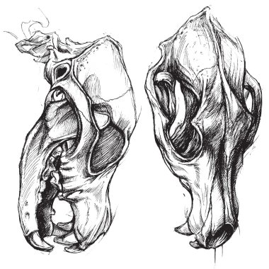 pix K9 Skull Drawing dog skull free vector eps cdr ai