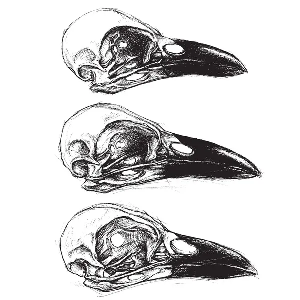 Kraai schedel — Stockvector