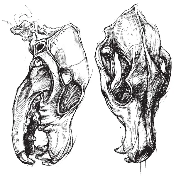 Собачий череп — стоковый вектор