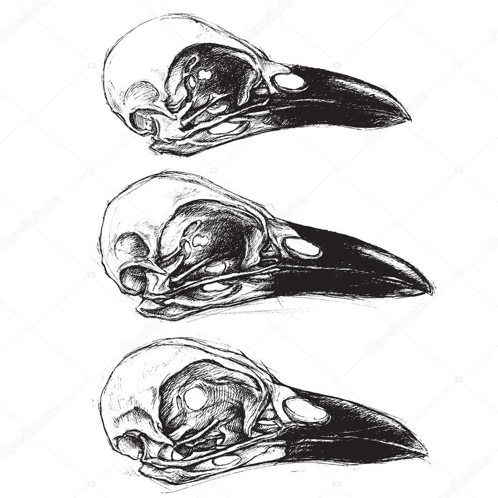 Crow Skull