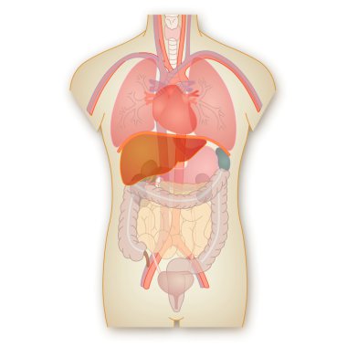 İnsan Anatomisi