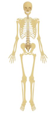 Human Skeleton clipart