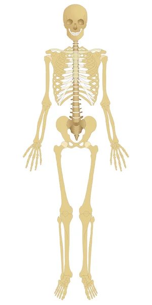 İnsan iskeleti