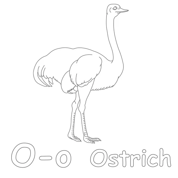 O voor struisvogel kleurplaten pagina — Stockfoto
