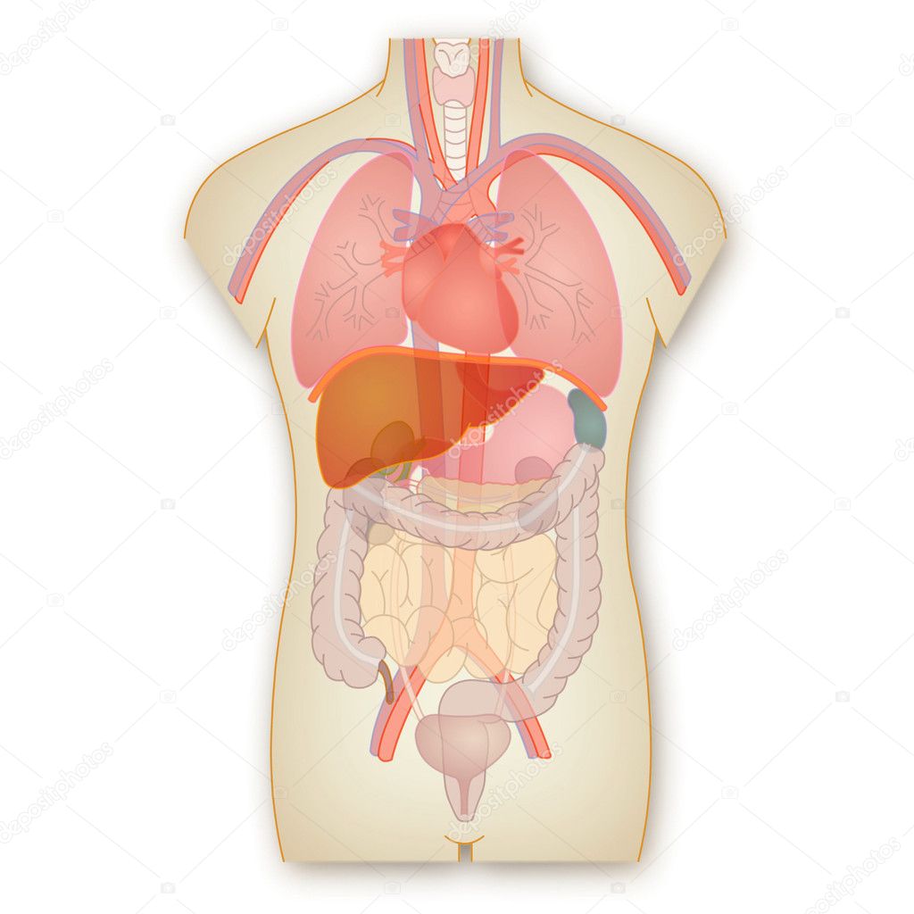 Строение Человека Внутренние Органы Фото С Надписями