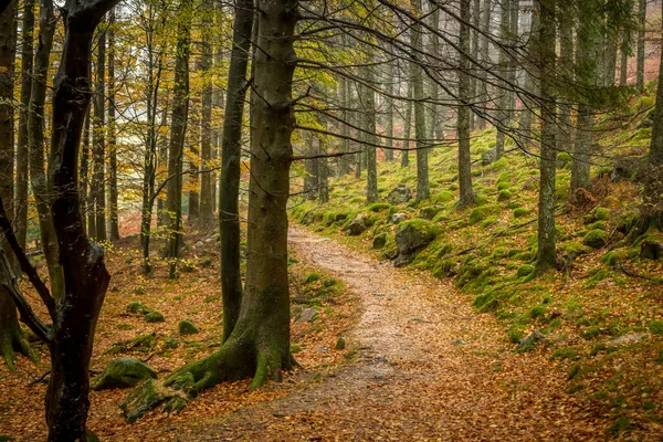 İngiliz Göl Bölgesi 'nde birkaç gün süren sağanak yağmur, sonbahar mevsiminde akan su akıntılarına yol açtı.