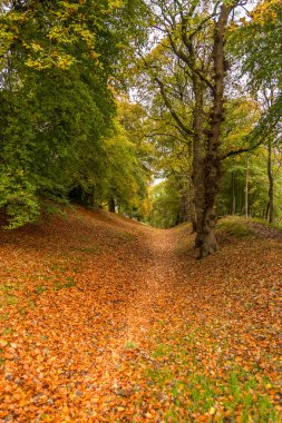 Terk edilmiş bir patika, sonbahar renklerinin göründüğü gibi ormanlık alandan geçiyor. 