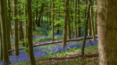 Bothal Woods, Morpeth, Northumberland, İngiltere 'de BlueBell ve Vahşi Sarımsak çiçek açarken inanılmaz manzaralar.