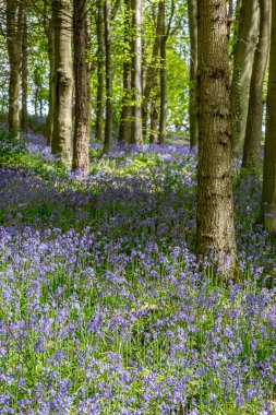 Bothal Woods, Morpeth, Northumberland, İngiltere 'de BlueBell ve Vahşi Sarımsak çiçek açarken inanılmaz manzaralar.