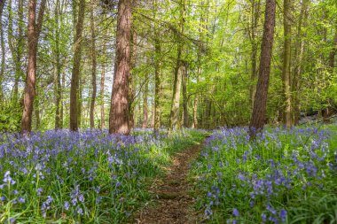 Bothal Woods, Morpeth, Northumberland, İngiltere 'de BlueBell ve Vahşi Sarımsak çiçek açarken inanılmaz manzaralar.
