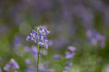 Bothal Woods, Morpeth, Northumberland, İngiltere 'de BlueBell ve Vahşi Sarımsak çiçek açarken inanılmaz manzaralar.