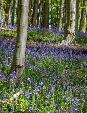 Bothal Woods, Morpeth, Northumberland, İngiltere 'de BlueBell ve Vahşi Sarımsak çiçek açarken inanılmaz manzaralar.