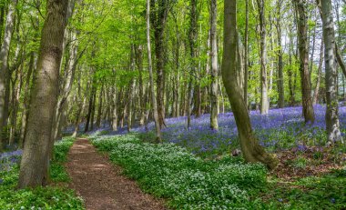 Bothal Woods, Morpeth, Northumberland, İngiltere 'de BlueBell ve Vahşi Sarımsak çiçek açarken inanılmaz manzaralar.