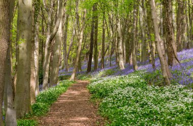 Bothal Woods, Morpeth, Northumberland, İngiltere 'de BlueBell ve Vahşi Sarımsak çiçek açarken inanılmaz manzaralar.