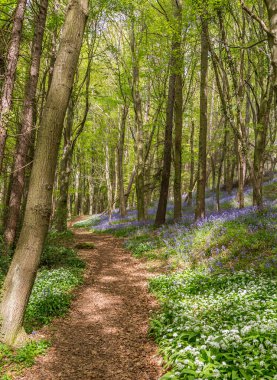 Bothal Woods, Morpeth, Northumberland, İngiltere 'de BlueBell ve Vahşi Sarımsak çiçek açarken inanılmaz manzaralar.