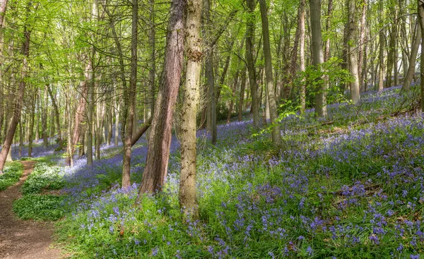 Bothal Woods, Morpeth, Northumberland, İngiltere 'de BlueBell ve Vahşi Sarımsak çiçek açarken inanılmaz manzaralar.