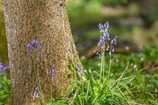 Amazing Views Bluebells Wild Garlic Bloom Bothal Woods Morpeth Northumberland — Stock Photo, Image