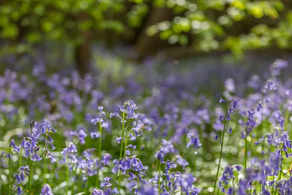 Vue Imprenable Sur Les Bluebells Floraison Ail Sauvage Bothal Woods — Photo