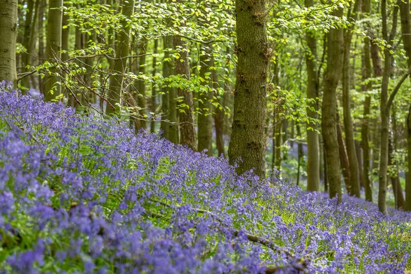 Erstaunliche Aussichten Wenn Die Bluebells Und Der Bärlauch Bothal Woods — Stockfoto