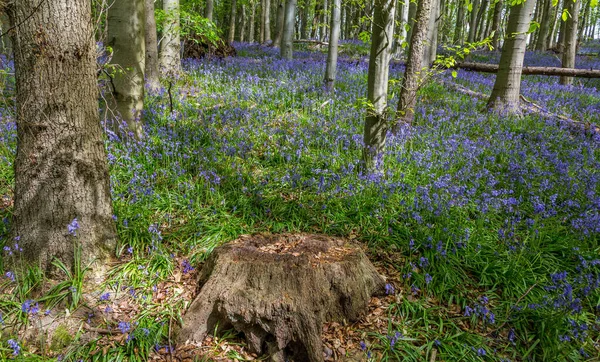 Amazing Views Bluebells Wild Garlic Bloom Bothal Woods Morpeth Northumberland — Stock Photo, Image