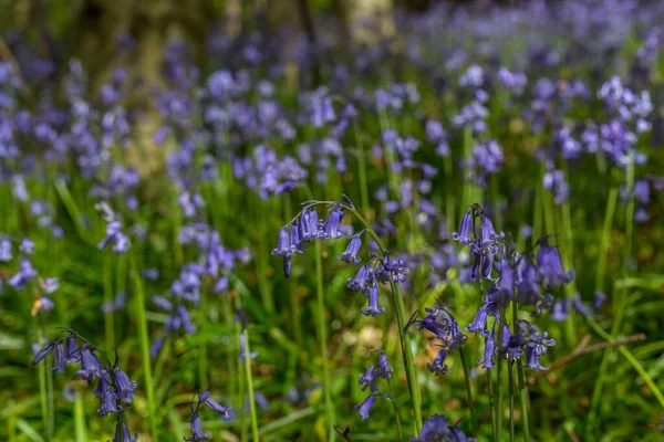 Vistas Surpreendentes Como Bluebells Alho Selvagem Florescem Bothal Woods Morpeth — Fotografia de Stock