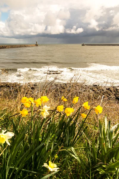 在阴天里 铁口码头和灯塔守卫着泰恩河的河口 春天的水仙花在前头 — 图库照片