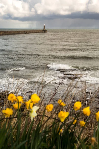 タインマス桟橋と灯台は曇った日にタイン川の口を守っており 前景には春の水仙がいる — ストック写真