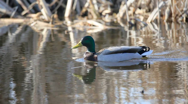 Eine Einzige Schwimmende Stockente Reflektiert Ruhigen Wasser Des Sees — Stockfoto