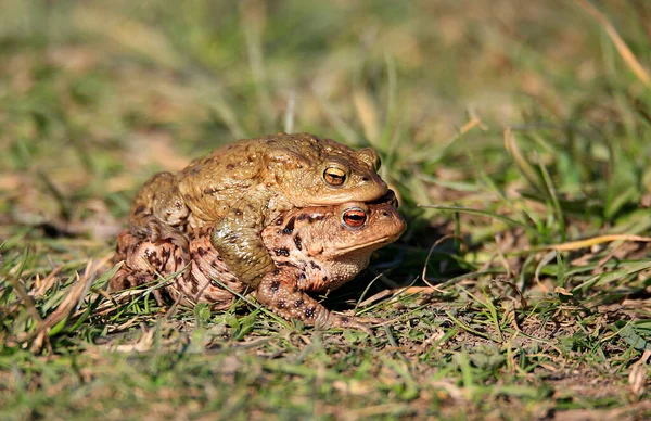 Pair Breeding Common Toads Male Back Female — Stock Photo, Image