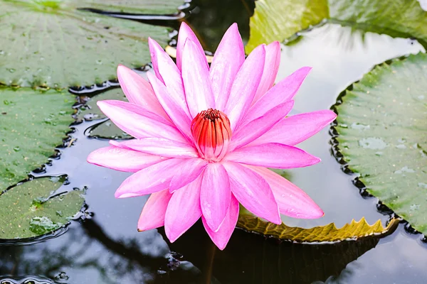 Closeup pink waterlily or lotus flower. — Stock Photo, Image