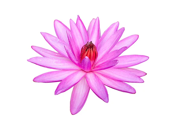 Pink waterlily or lotus flower isolated on white. — Stock Photo, Image
