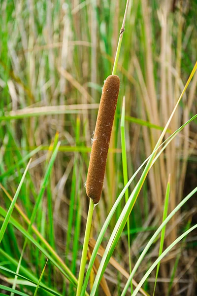 Typha angustifolia — Stock Photo, Image