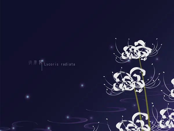 lycoris radiata (kırmızı örümcek zambak)