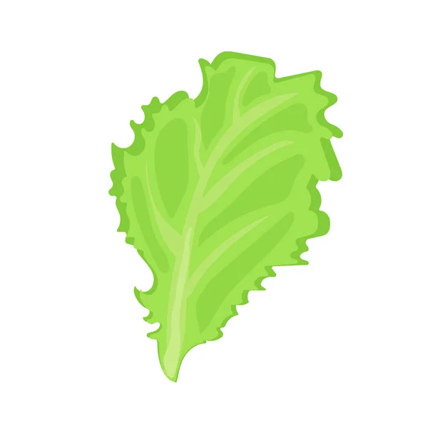 Vegetable Salad Lettuce Leaf — Stock Vector