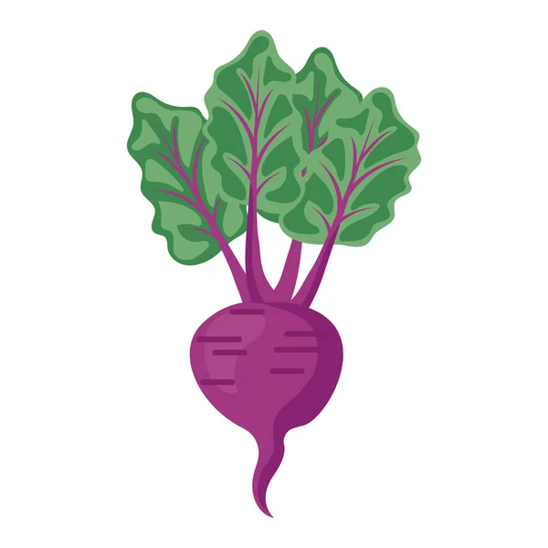 Remolacha Vegetal Vector Dibujos Animados Objeto Aislado — Vector de stock