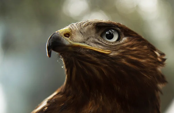 kartal