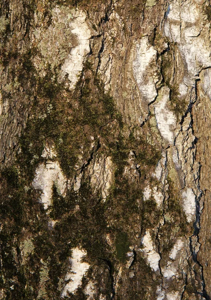 Corteccia di betulla — Foto Stock